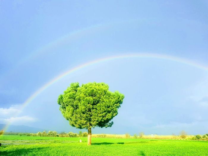 Green plant on field against rainbow in sky
