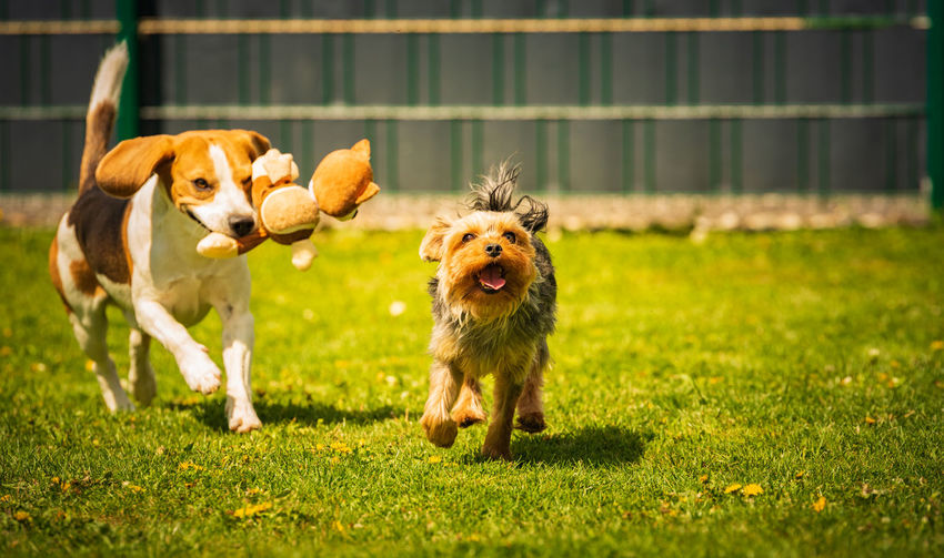 An amazing yorkshire terrier is having fun running and jumping towards camera. copy space background