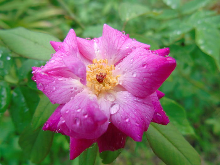 Close-up of wet flower blooming outdoors