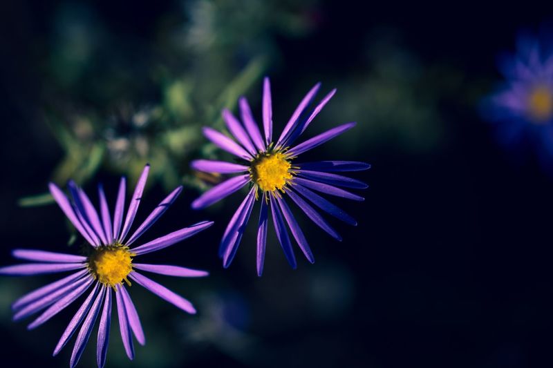 Close-up of purple flowers