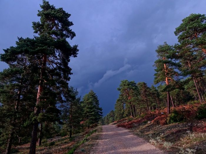 Road amidst trees in forest against sky