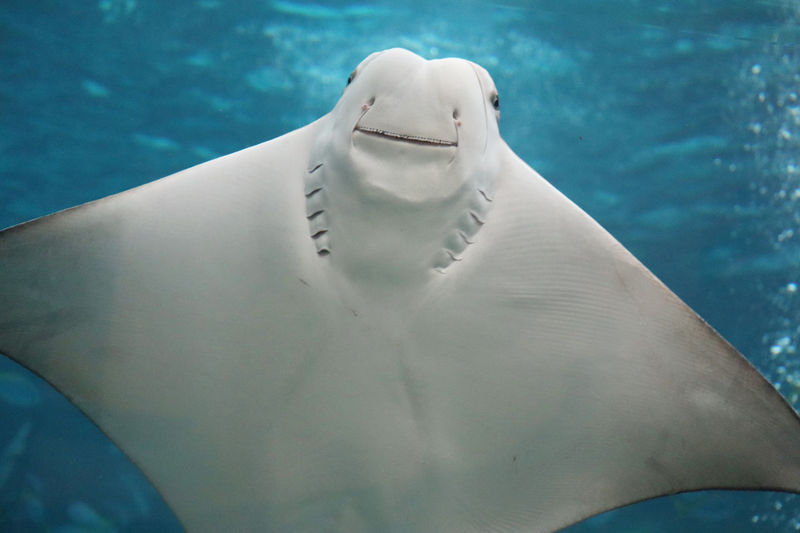 High angle view of animal swimming in pool