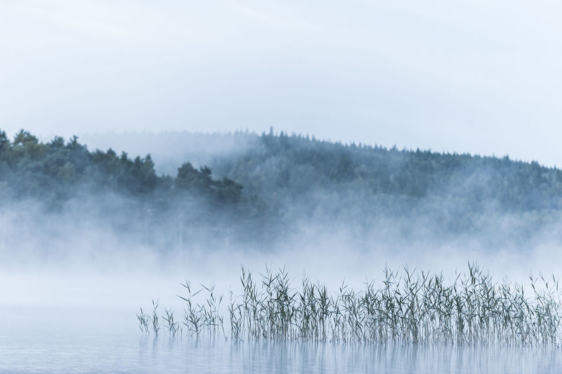 Misty lake with reeds, sweden