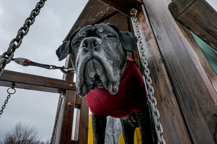 Low angle view of cane corso dog standing in jungle gym at park