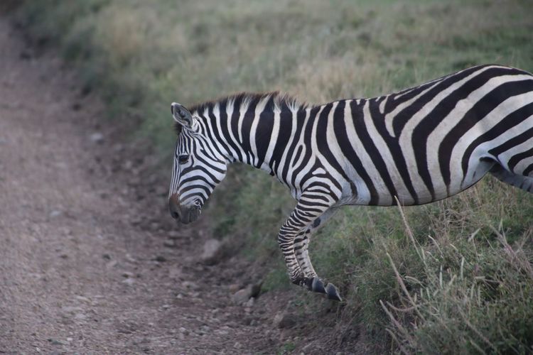 Zebra standing on field