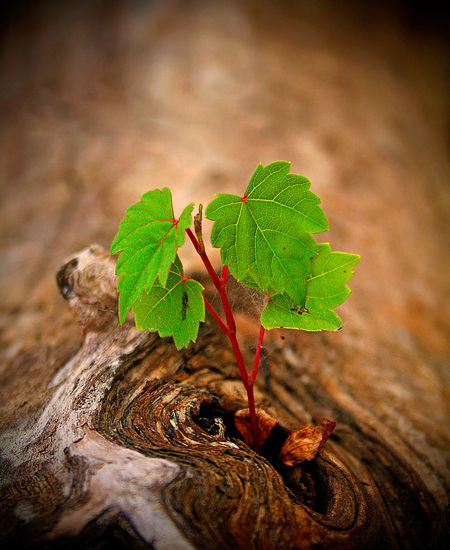Close-up of fresh green leaf on wood