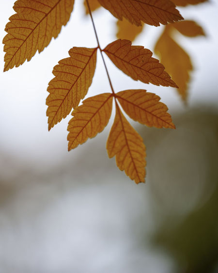 Close-up of autumnal leaves against blurred background