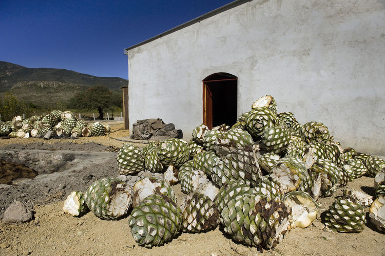 Agave plants by house on sunny day
