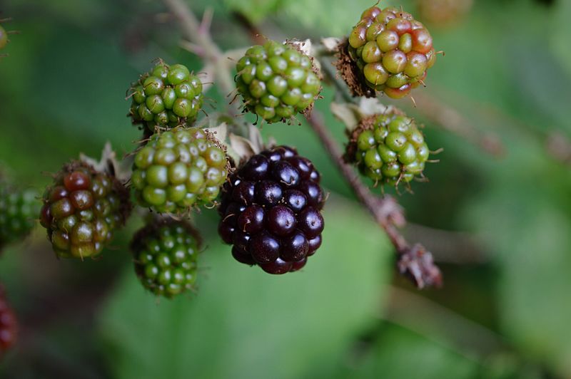 Ripe blackberry on a branch surrounded by still green berries