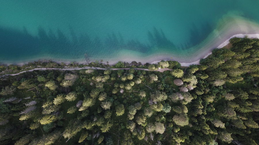 Aerial view of lake by forest