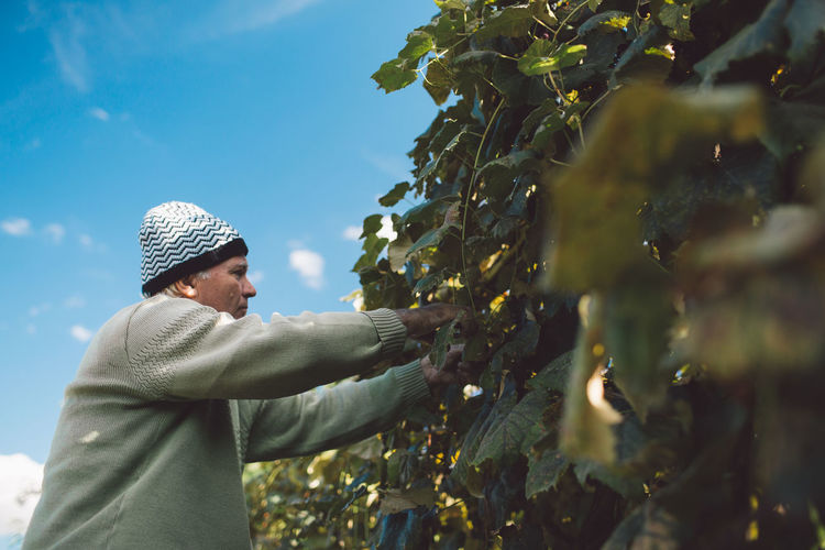 Man picking grapes from tree against sky