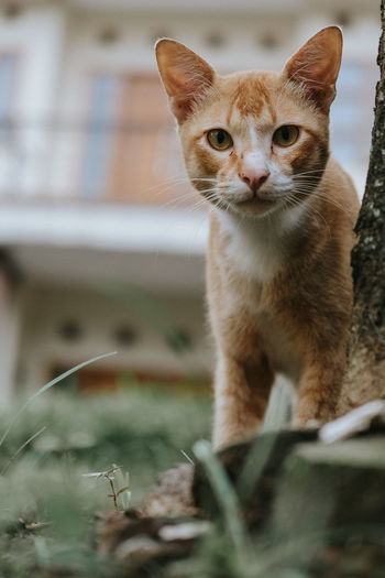 Portrait of cat on kitten