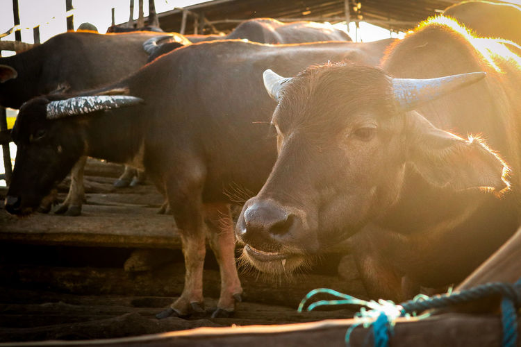 Close-up of cows standing outdoors