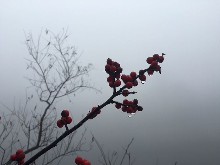 Red berries on branch