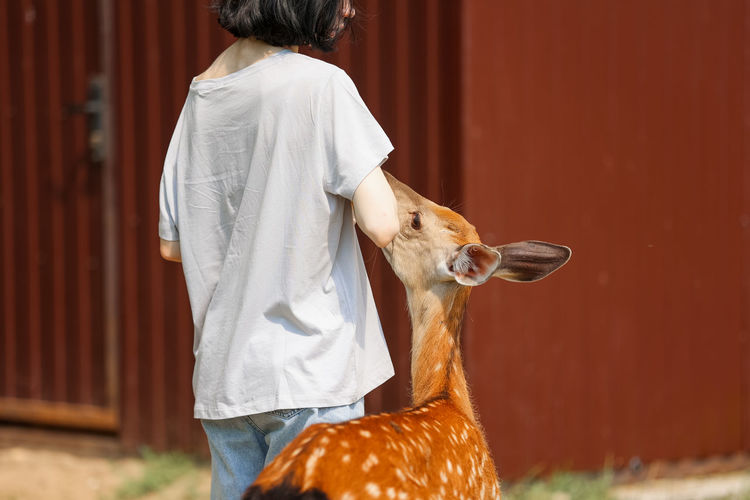 A girl feeding cute spotted deer bambi at petting zoo. 