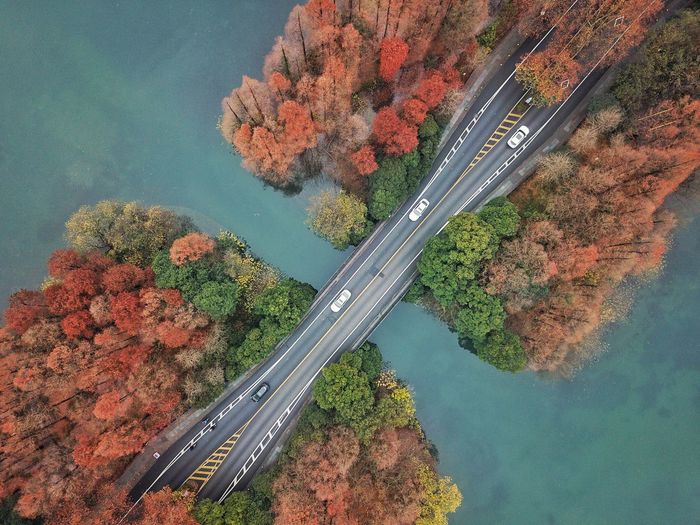 High angle view of autumn tree by road