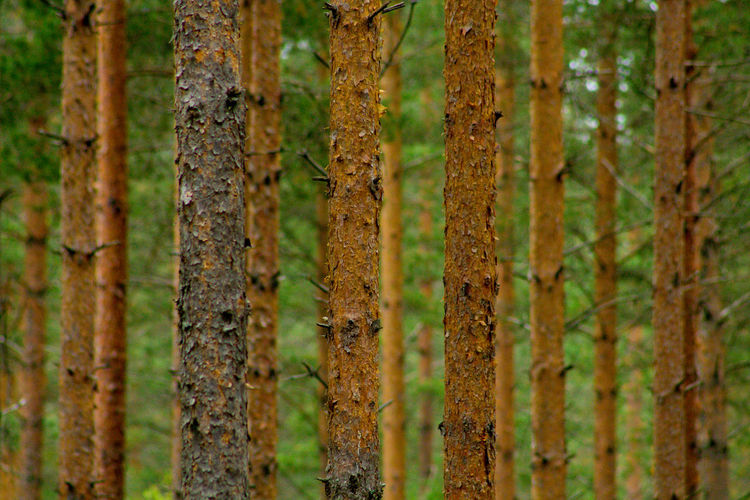 Full frame shot of trees growing in forest