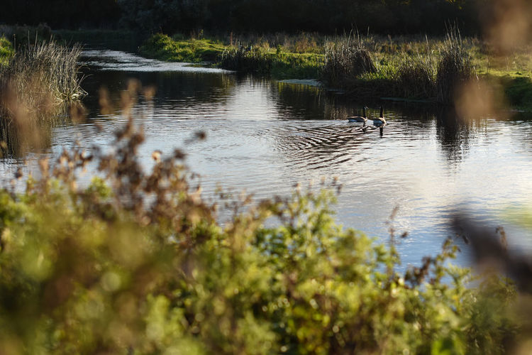 Swan swimming in lake