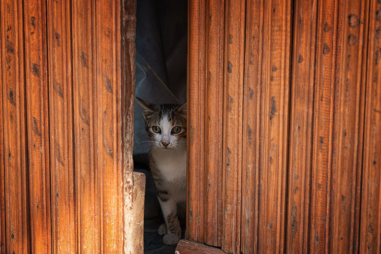 Portrait of cat on wooden door