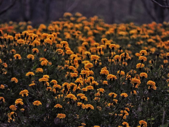 Close-up of yellow flowering plants on field