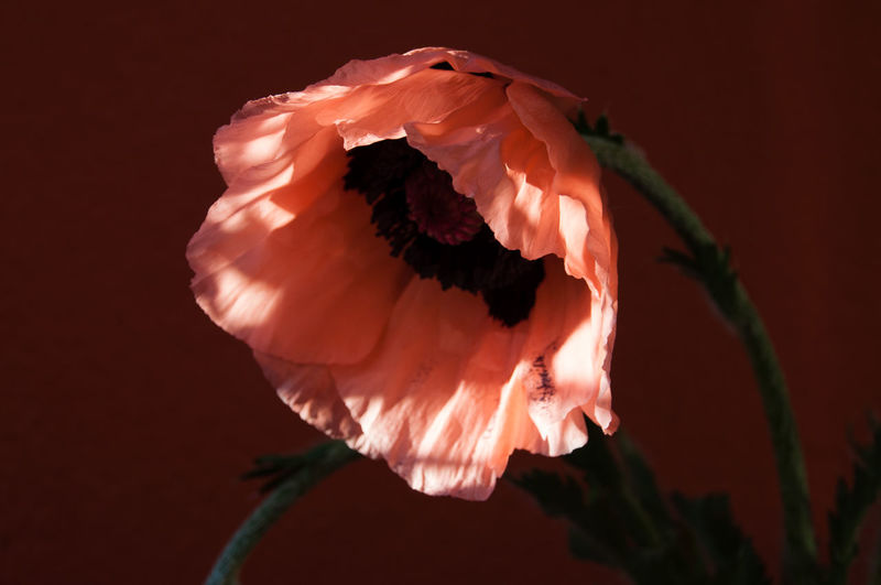 Close-up of coral poppy blooming outdoors