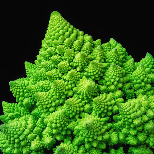 Close-up of green leaves against black background
