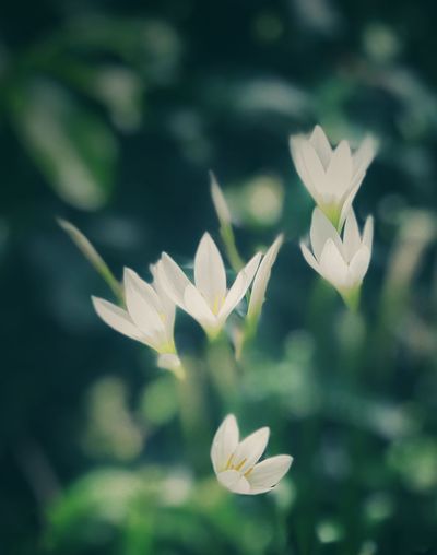 Close-up of white flowering plant