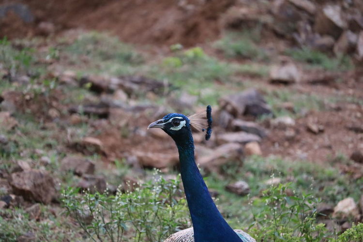 Portrait of beautiful peacock with closed neck, india