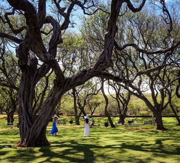 Bare trees in park