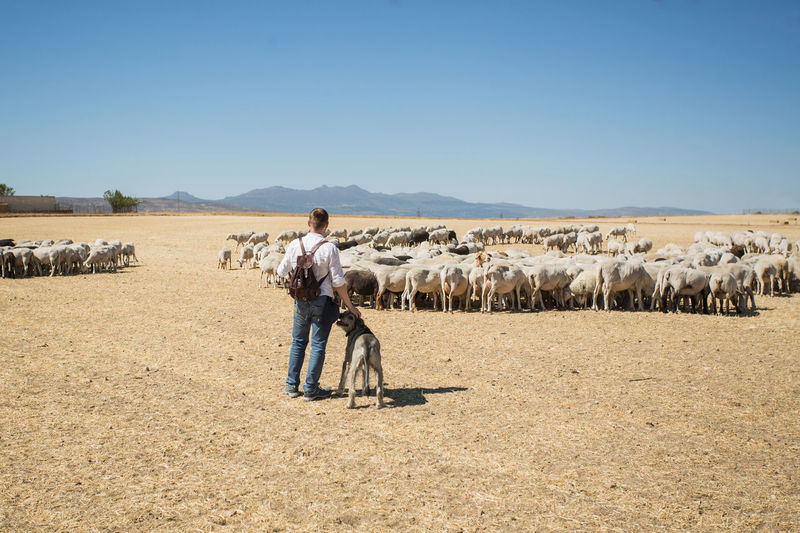 Herd of woolly sheep with tags and young shepherd with dog standing while grazing on dry grass of hilly terrain on sunny day