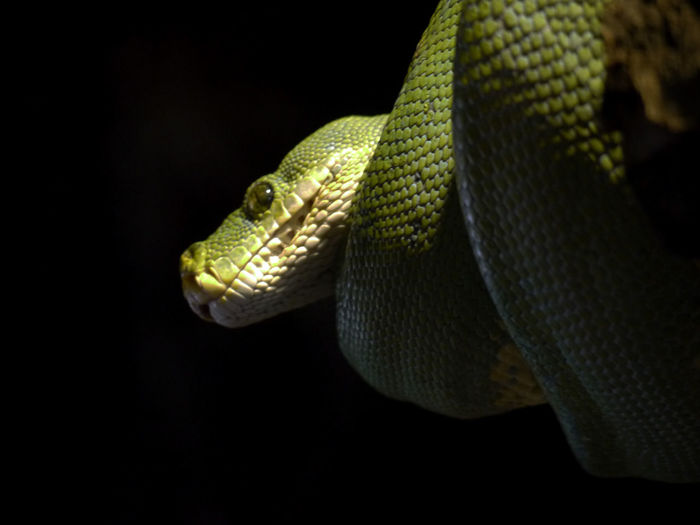 Close-up of lizard on black background