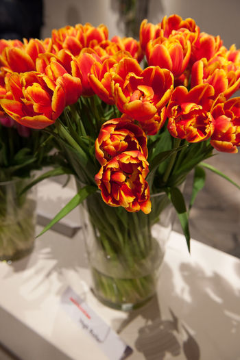 Close-up of flowers in vase