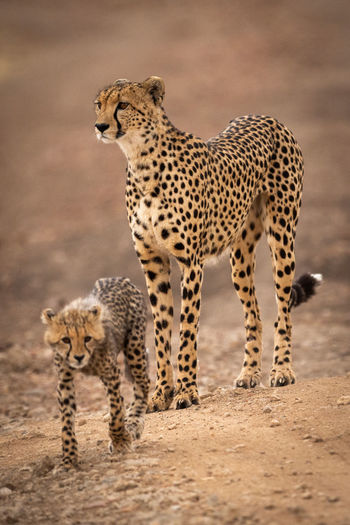 Cheetah family on field 