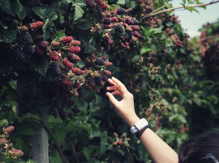 Cropped hand of woman reaching towards berries on tree