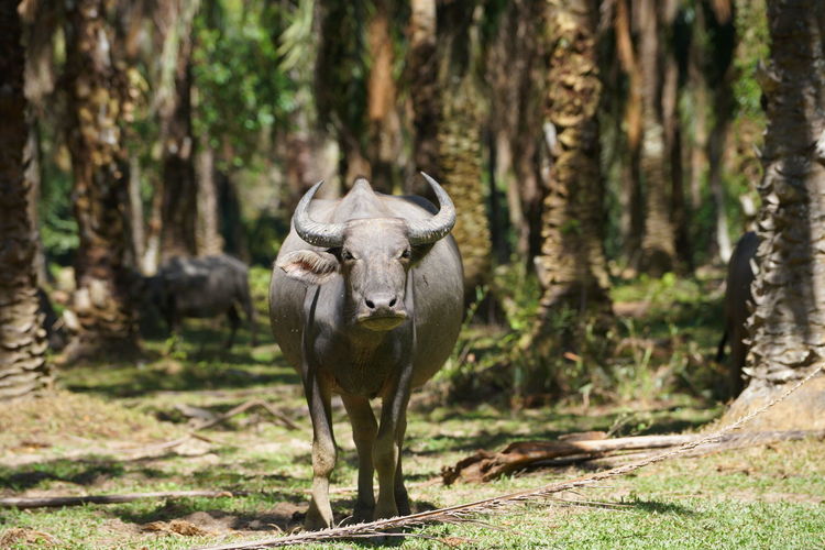 Buffalo standing in forest