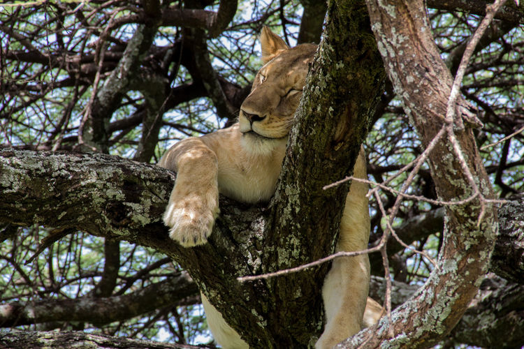 Low angle view of animal sitting on tree