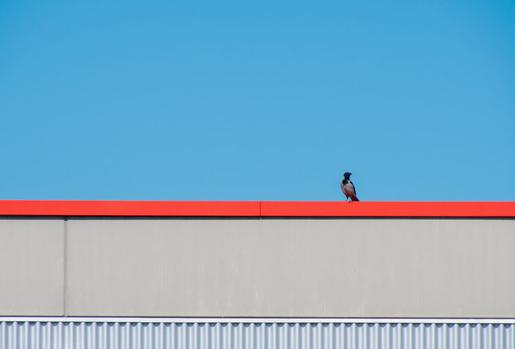 Raven bird on railing against clear blue sky