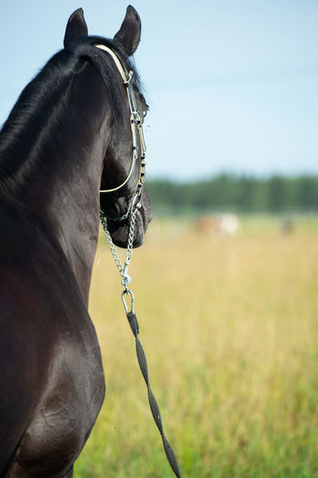 horse