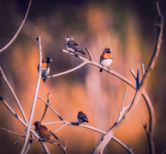 Birds perching on branch