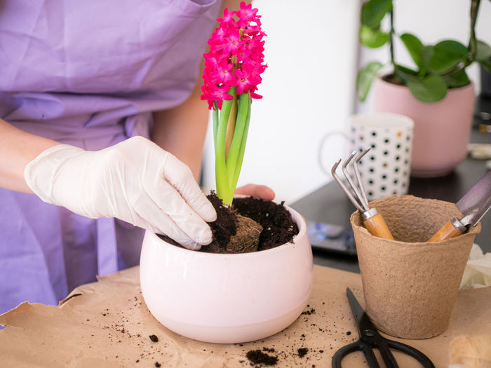 Woman's hands transplanting, planting pink hyacinth with gardening tools close up