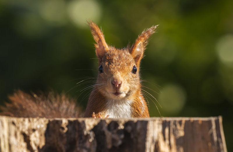 Close-up of squirrel
