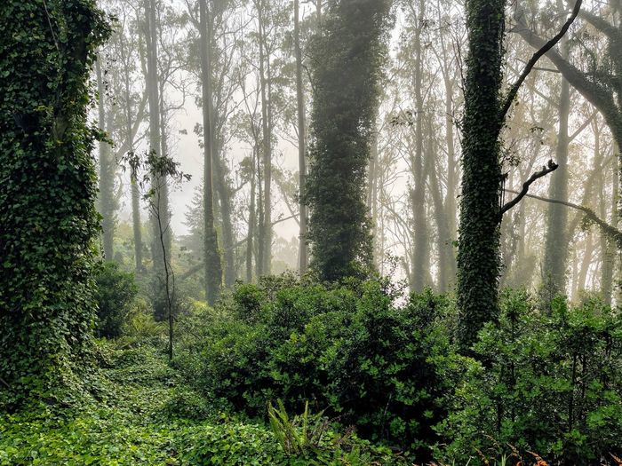 Pine trees in forest