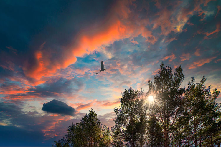 Low angle view of sun streaming through clouds during sunset and flying bird  through it