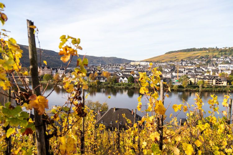 Scenic view at bernkastel-kues and the river moselle in autumn with multi colored leaves