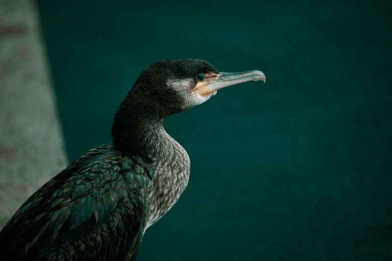 Close-up side view of cormorant perching outdoors
