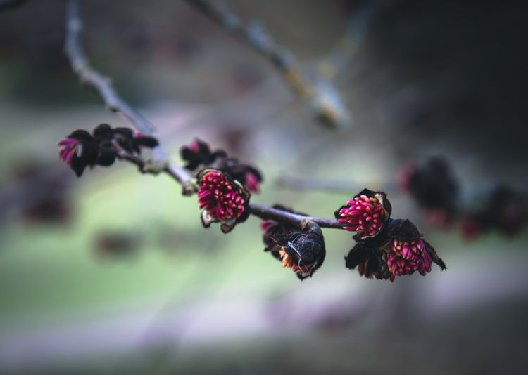 fruit