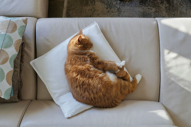 Tabby house cat sleeping on sofa cushion. overhead shot.