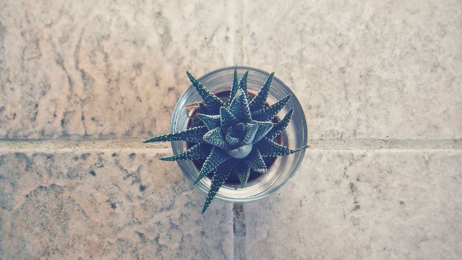 High angle view of succulent plant on table against wall