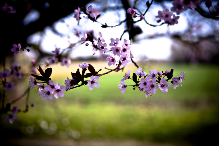 Close-up of purple flowers on cherry tree