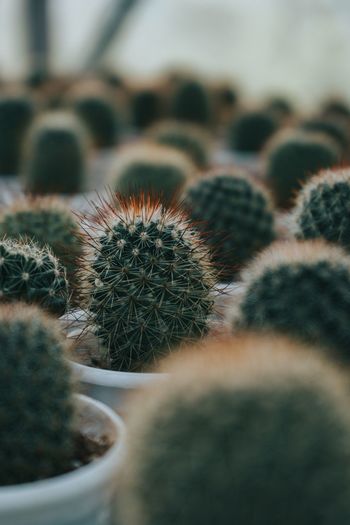Close-up of cactus in potted plant